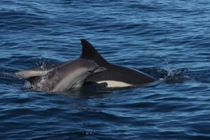 Portimão: Dolphin Watch & Benagil Caves with Biologist Guide