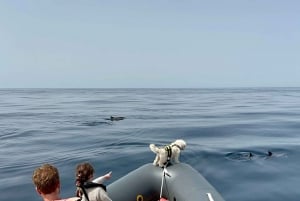 Portimão: Dolphin Watch & Benagil Caves with Biologist Guide