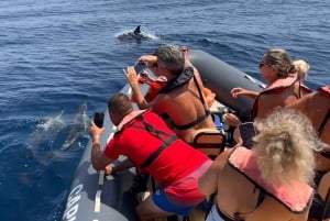 Portimão: Dolphin Watch & Benagil Caves with Biologist Guide