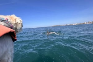 Portimão: Dolphin Watch & Benagil Caves with Biologist Guide