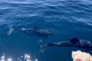 Portimão: Dolphin Watch & Benagil Caves with Biologist Guide