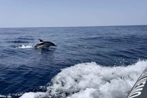 Portimão: Dolphin Watch & Benagil Caves with Biologist Guide