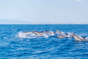 Portimão: Dolphin Watching, Benagil Caves Cruise & Sunset