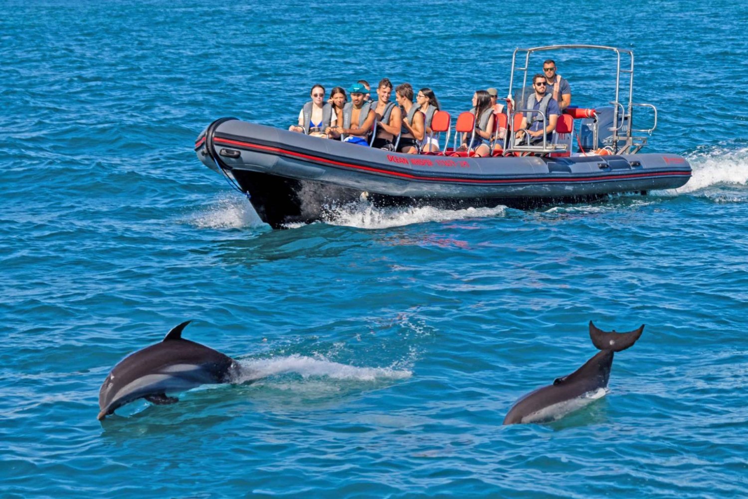 Portimão : Observation des dauphins avec un biologiste marin