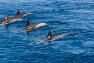 Portimão: Tour di avvistamento dei delfini con biologo marino