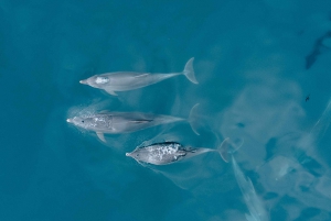 Portimão: Dolphin Watching with Marine Biologist 1.5 Hours