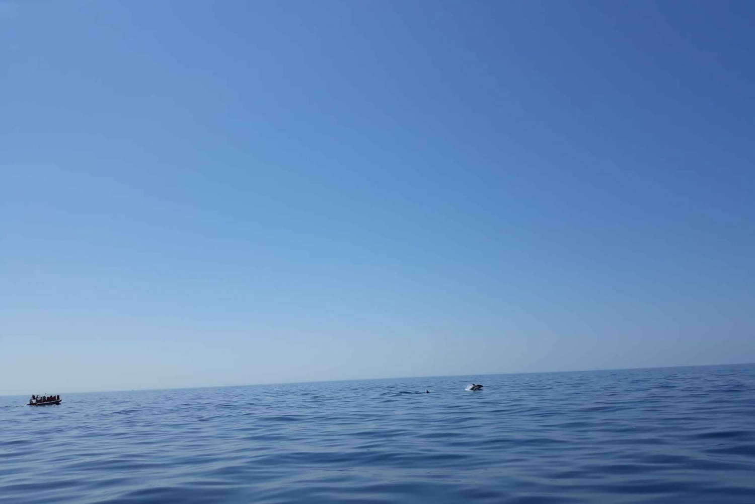 Portimão: Dophin Watching on the Algarve Coast