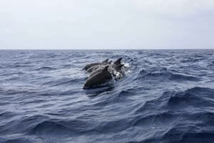 Portimão: Dophin Watching on the Algarve Coast