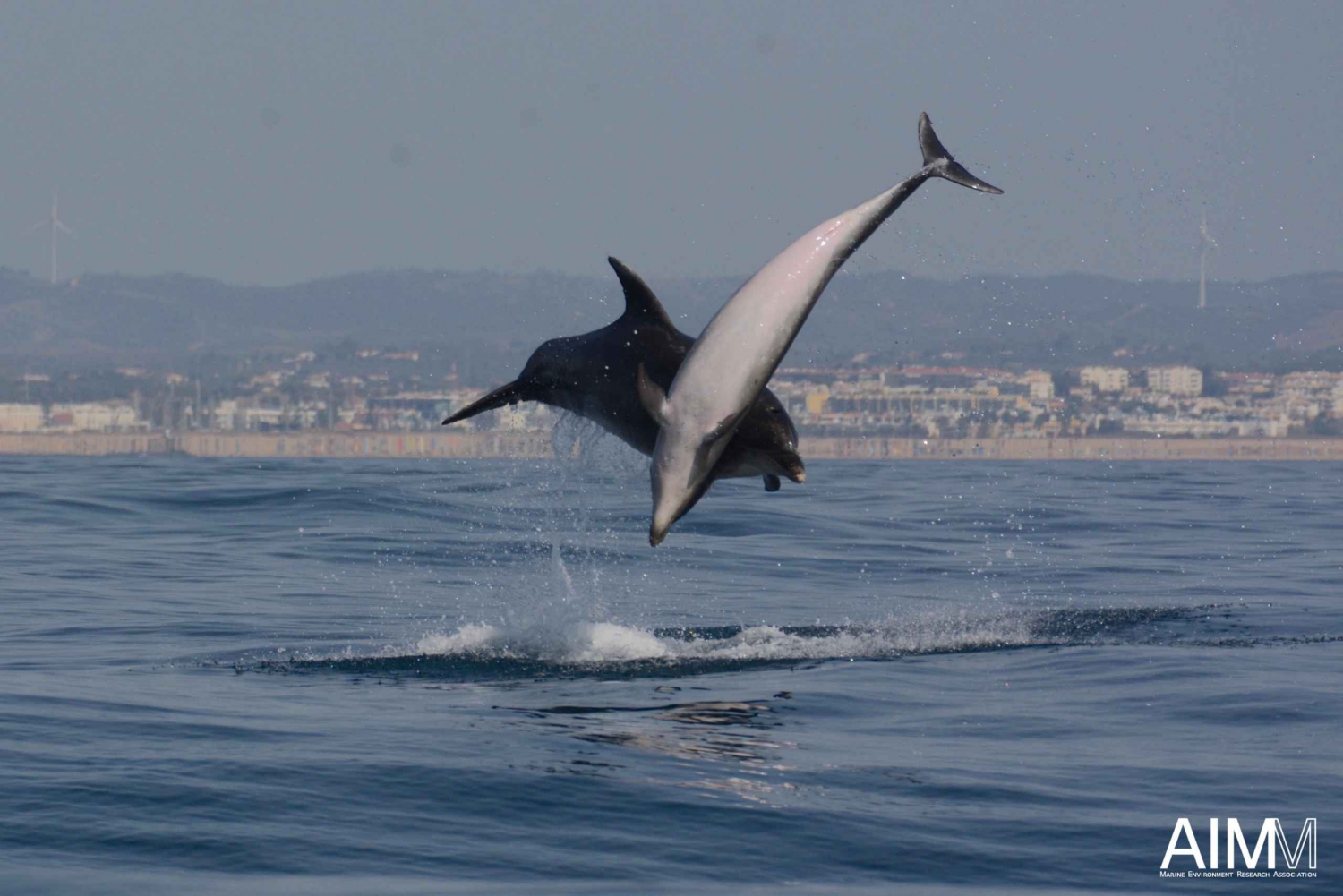 Portimão: Responsible Dolphin Watching with Biologist Guide