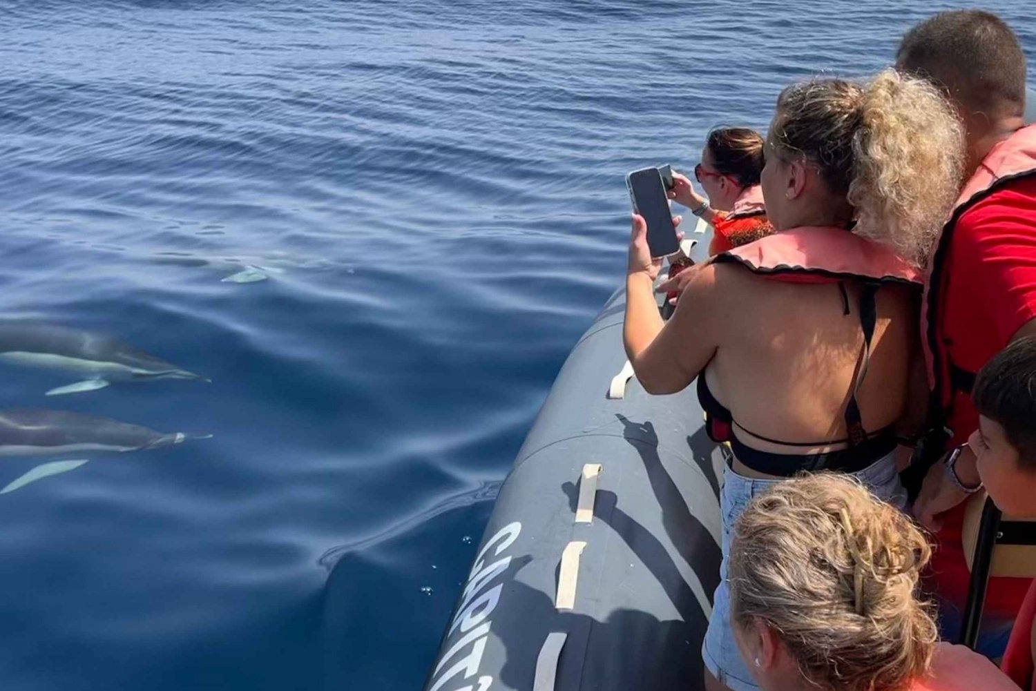 Portimão: Båtutflykt med delfiner och marint liv med biolog