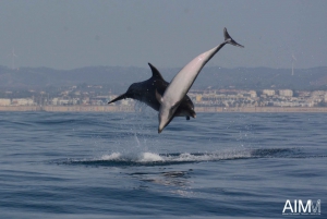 Portimão: Responsible Dolphin Watching with Biologist Guide