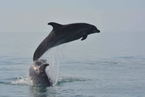 Portimão: Dolphins and Marine Life boat tour with Biologist