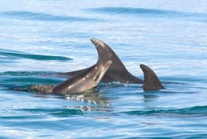 Portimão: Dolphins and Marine Life boat tour with Biologist