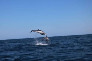 Portimão: Delfiner og havliv - bådtur med biolog