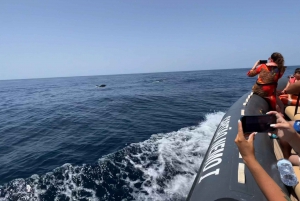 Portimão: Delfiner og havliv - bådtur med biolog