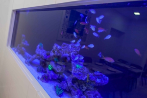 Portimão: Hiszpańskie noce z tańcem sewilskim i degustacją tapas