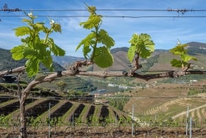 Porto: Douro Valley Wine Tour with a Sommelier & Boat Trip