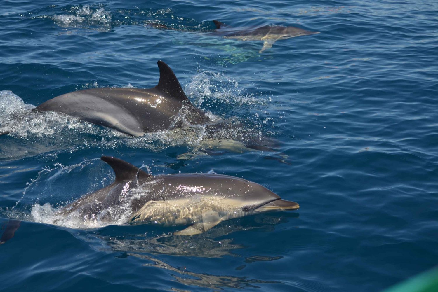 Quarteira: Wybrzeże Algarve, jaskinie i rejs z obserwacją delfinów