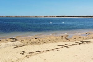 Ria Formosa: Armona and Culatra Islands Boat Tour