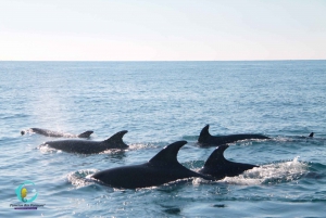 Ria Formosa: Dolphin-Watching Boat Tour
