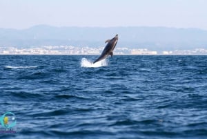 Ria Formosa: Dolphin-Watching Boat Tour