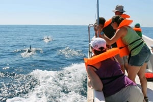 Ria Formosa: Dolphin-Watching Boat Tour