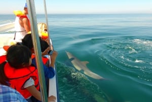 Ria Formosa: Dolphin-Watching Boat Tour