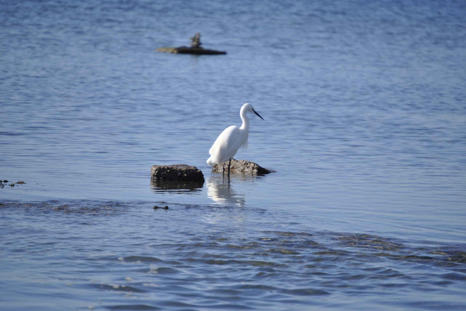 Ria Formosa National Park: Kayak Trip