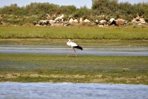 Ria Formosa National Park: Kayak Trip