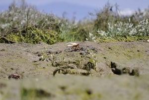 Ria Formosa National Park: Kayak Trip