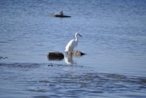 Ria Formosa National Park: Kayak Trip