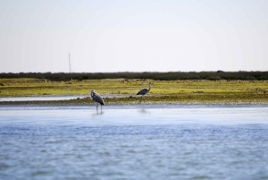 Ria Formosa National Park: Kayak Trip