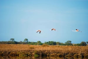 Ria Formosa National Park Segway Tour & Seafood Lunch