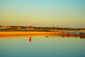 Excursión en Segway por el Parque Nacional de Ria Formosa y Almuerzo de Marisco