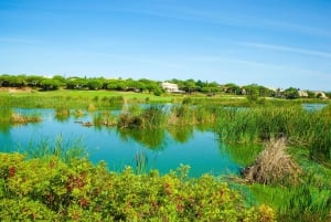 Tour in Segway del Parco Nazionale Ria Formosa e pranzo a base di pesce