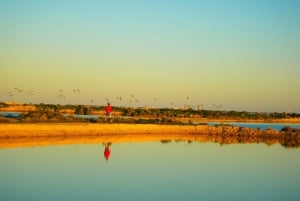 Ria Formosan kansallispuiston Segway-kierros ja mereneläviä sisältävä lounas