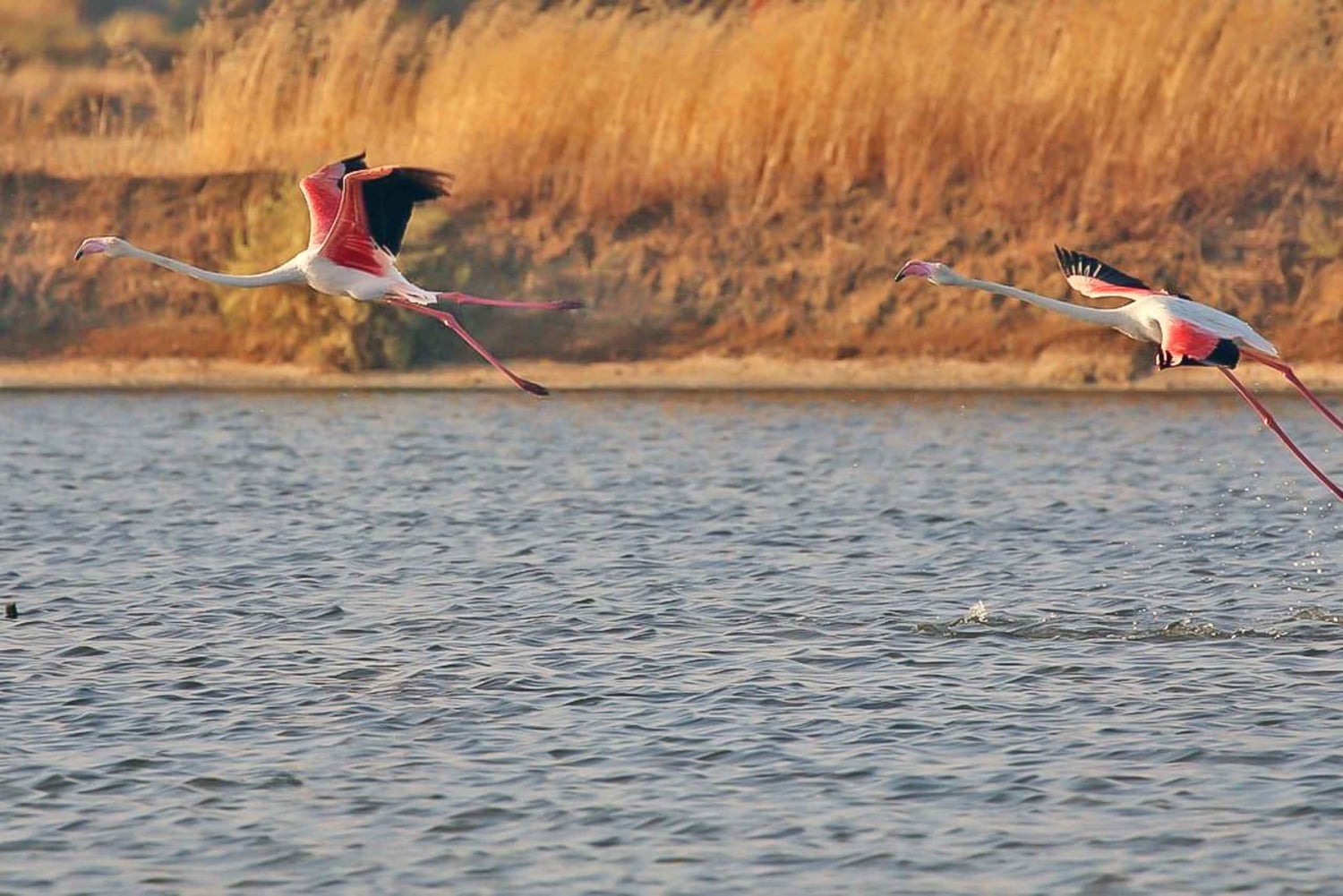 Ria Formosa : excursion en bateau depuis Olhão