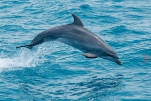 Safari y excursión en barco-Montes y delfines