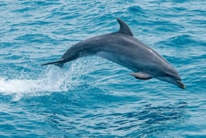 Safari & Boat Tour - Mountains & Dolphins