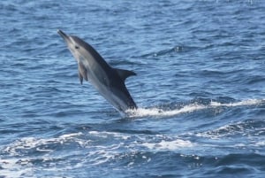 Sagres : Observation des dauphins