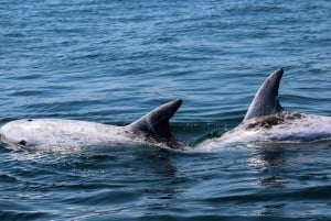 Sagres : Observation des dauphins