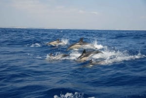 Sagres : Observation des dauphins