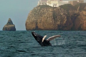 Sagres Wildlife Adventure: Dolphin and Whale Watching Tour