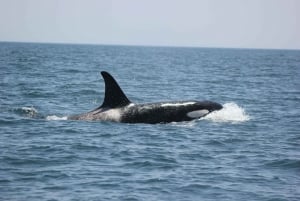 Sagres Wildlife Adventure: Dolphin and Whale Watching Tour