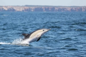 Sagres Wildlife Adventure: Dolphin and Whale Watching Tour