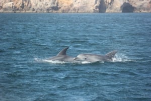 Sagres Wildlife Adventure: Dolphin and Whale Watching Tour