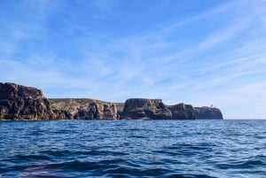 Sagres: Wildlife Tour Dolphins and Caves