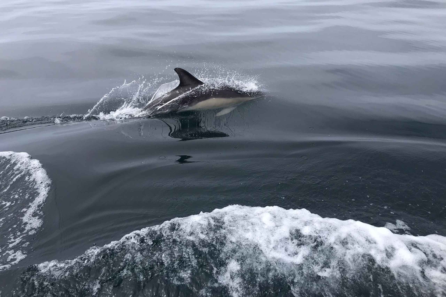 Salema: Osservazione dei delfini