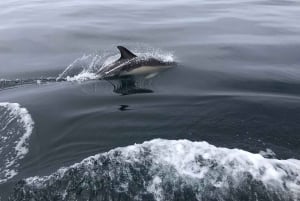 Salema: Osservazione dei delfini