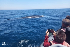 Salema: Osservazione dei delfini